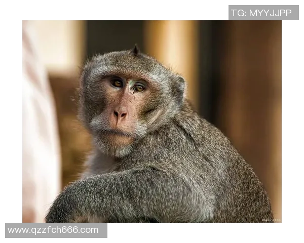 猴王足球：探索猴子们如何在绿茵场上展现出惊人的球技与团队精神